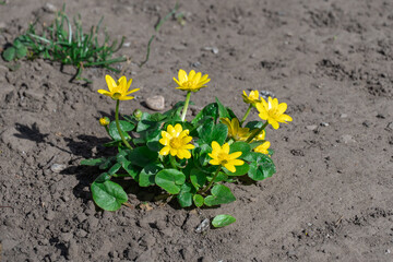 Yellow lesser celandine flowers bloom on glade in springtime. Small floret of ficaria verna is herbaceous plant growth on meadow. Spring buttercup ranunculus ficaria in wildlife. Wildflower early.