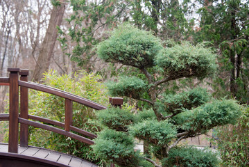 A tranquil scene in a Japanese-style garden, featuring a wooden bridge, artistically trimmed bushes amidst a natural background. The serene ambiance showcases harmony and design in a natural setting.
