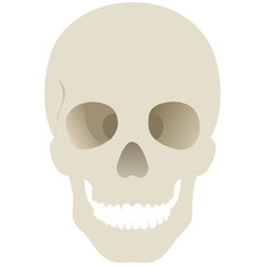 Vector human skull icon, skull clip art drawing isolated on white background