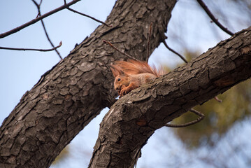 A red squirrel with bushy tail eating and resting on a tree branch, looking curious and serene under natural daylight in a quiet outdoor environment.