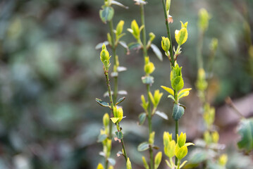 Close-up view of fresh green leaves sprouting on thin branches, highlighted against a soft-focus natural environment, showcasing new growth and the beauty of nature's intricate details.