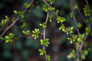 Close-up of green leaves on twig branches against blurred background. A detailed view of small green leaves sprouting from slender, bare branches in a nature setting.