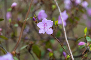 A vibrant pink flower blooming on a branch with budding leaves during early spring, showcasing nature's renewal and beauty, photographed with a blurred background.