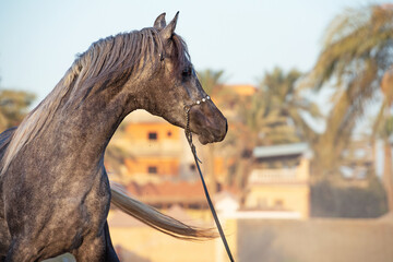 portrait of running gray  purebred egyptian arabian stallion at evening against traditional egyptian  background. Cairo. Egypt