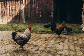 A hen roosting in a farmer yard in summer. Black and white plumage, bright red scallop and beak.