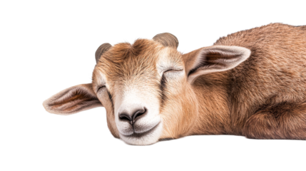 A cute goat kid is sleeping peacefully, cut out transparent