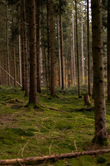 Fototapeta premium Forest background. Dark forrest nature view,Magic green mossy sunny forest with conifer trees. 