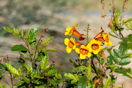 Early spring blooming flowers of Sparky Tecoma shrub that often used in xeriscaping city grounds in Arizona