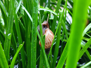 Snail crawling on fresh and wet green leaves. Snail on wet green grass, with blurred natural background.