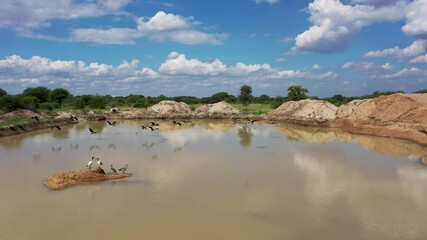 aerial view of dam, birds flying, few cows grazing at the edge, near water, african village, Gaborone Botswana daytime
