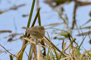 Chiffchaff is resting on the edge of a pond.