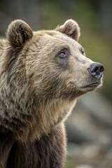 Grizzly Bear Gazing in the Forest During Daylight Hours Generative AI