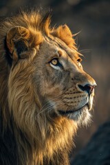 Obraz premium Majestic Lion Gazes Into the Distance at Sunset Hour Generative AI