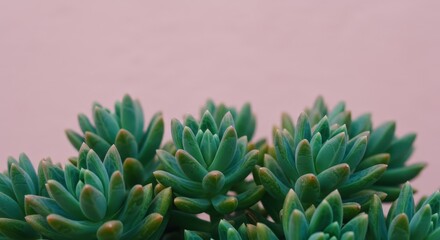 Fototapeta premium Green succulent plants on pink background with copy space. Mother's Day gift or wedding decor. Springtime garden botany aesthetic concept