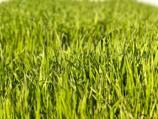 Lush green grass sways gently in the warm sunlight on a summer afternoon