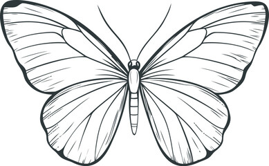 Monarch butterfly black and white line art