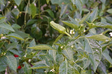 growing padron peppers in the backyard garden. padron bell pepper flower growing. white flower. planting chili peppers in raised bed.