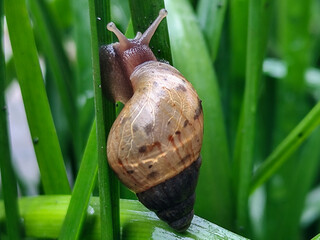 Snail crawling on fresh and wet green leaves. Snail on wet green grass, with blurred natural...