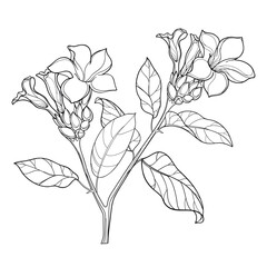 Bunch of outline tropical Allamanda or golden trumpet flower, bud and leaf in black isolated on white background. 