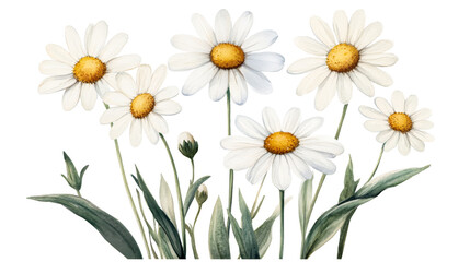 Daisies botanical illustration, white petals, yellow centers, floral, cut out transparent