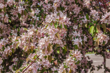 Obraz premium Delicate Spring Blossoms on an Ornamental Tree