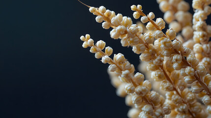 A close-up of sorghum ear showing delicate, round seeds on a smooth, dark background, highlighting its fine details and natural structure.