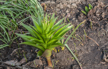 Obraz premium Close-up of Fritillaria imperialis or Kaiser's crown with buds in a flowerbed