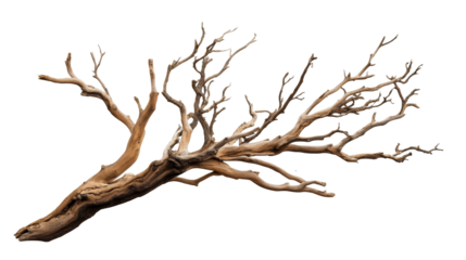 Aged Branch with Twisted Limbs, cut out transparent