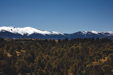 Snow-capped mountains and pine forest landscape under clear blue sky
