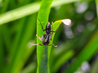 Rainieria antennae are a species of stiff-legged fly in the family Micropezidae, resting on fresh green leaves.	
