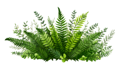 Botanical illustration with ferns and eucalyptus, cut out transparent