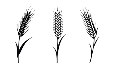 Wheat ears icon vector set, Agriculture symbol, wheat, barley, grain vector isolated on white background.