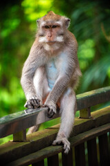 Experience Bali's monkey forest and watch playful monkeys explore the lush scenery.