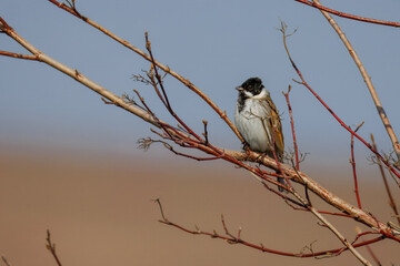 On a sunny spring day, a male common reed bunting sits on a leafless branch with a blue-beige background.