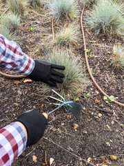gardener in gloves takes care plants with rakes, loosens the soil and destroys weeds near bushes