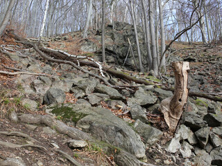 A large tree trunk is lying on the ground in a rocky area