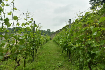 Naklejka premium Les plantes de la vigne en rangée sur le versant sud d'une colline à l'abbaye de Villers-la-Ville en Brabant Wallon 