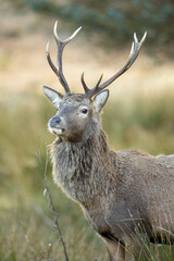 Red Deer (Cervus elaphus)