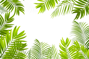 Palm Leaves Frame with Tropical and Christmas Decoration