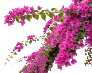 Beautiful lilac flowers on a white background