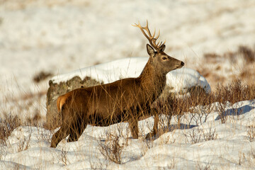 Red Deer (Cervus elaphus)