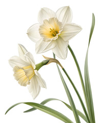 White bouquet of daffodils and narcissus flowers in bloom