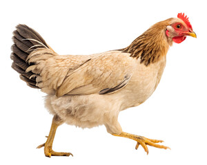 Fototapeta premium A chicken standing isolated on a white background