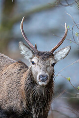Red Deer (Cervus elaphus)