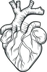 Detailed anatomical heart illustration 