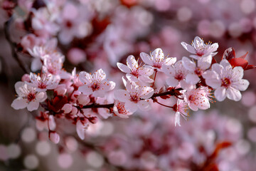 close-up pink cherry blossoms with bokehs spring time