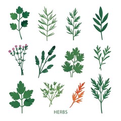 Collection of various herbs illustrating their distinct shapes and colors on a white background