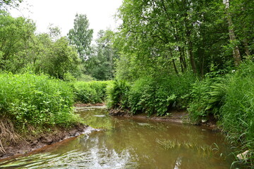 a river in the forest among tall trees
