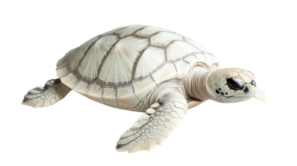 Albino sea turtle with white shell crawling, isolated, cutout, transparent