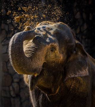 Indian elephant throwing sand at itself